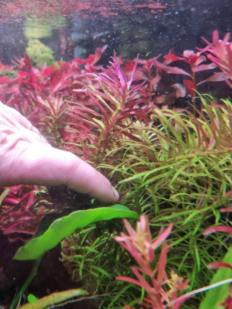 Plantes aquarium
