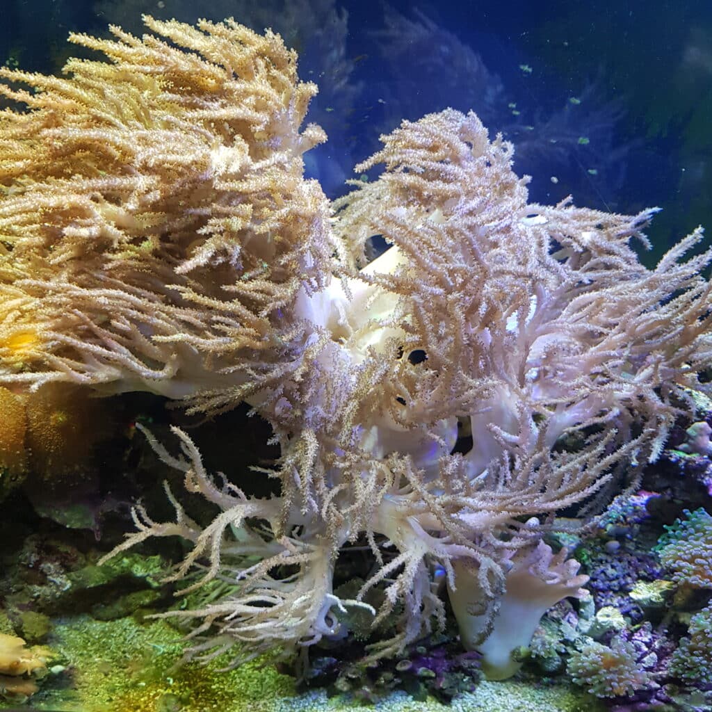 Divers coraux