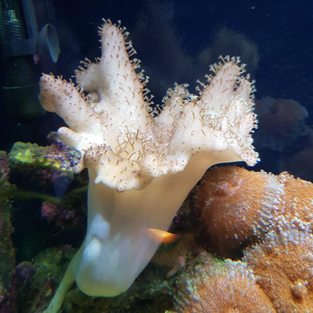 Divers coraux