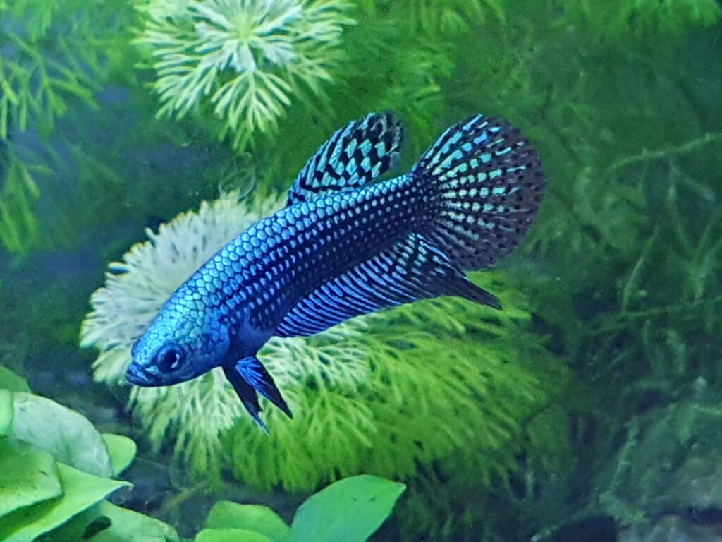 Betta Alien