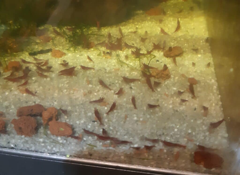 Crevette red cherry neocaridina