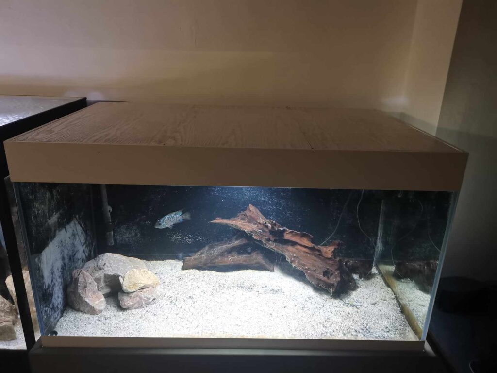 Aquarium 430L Defish