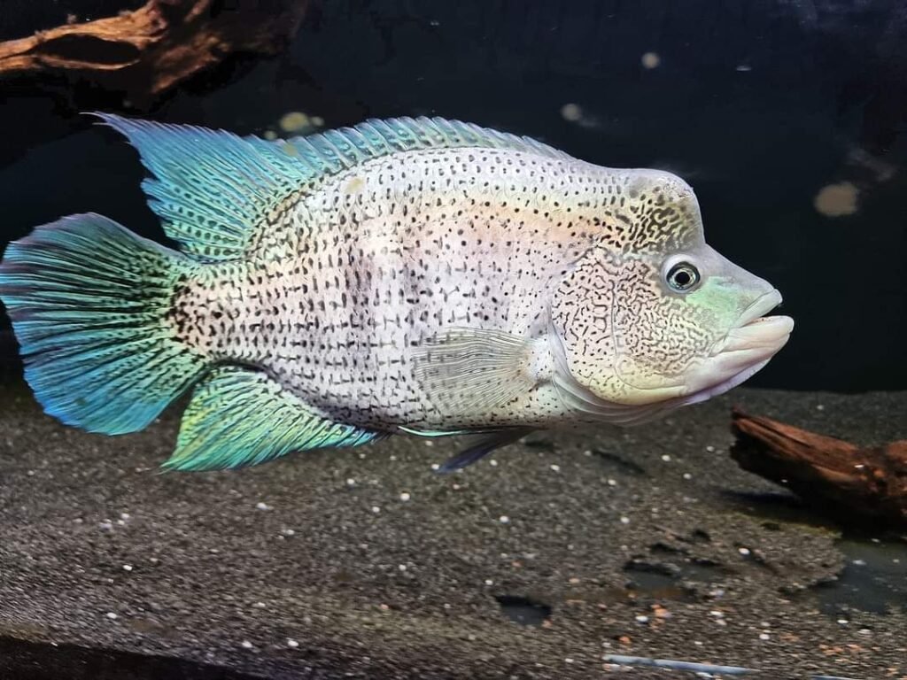 Cichlide américains Parachromis dovis - 1poisson