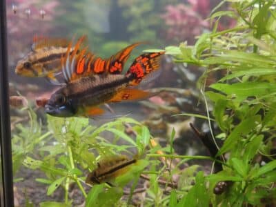 Apistogramma cacatuoides triple rouge