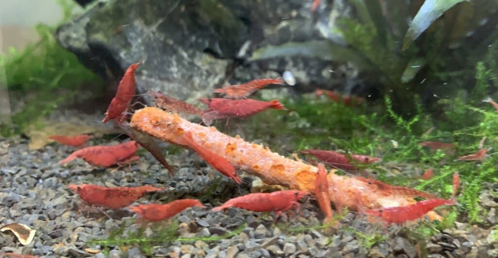 crevettes red cherry