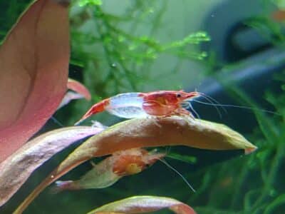 Crevettes Neocaridina SP. Rili Red