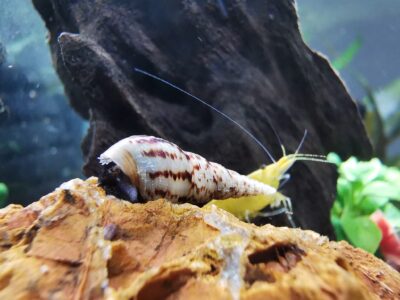 Melanoïde Tuberculata - escargots d’aquarium