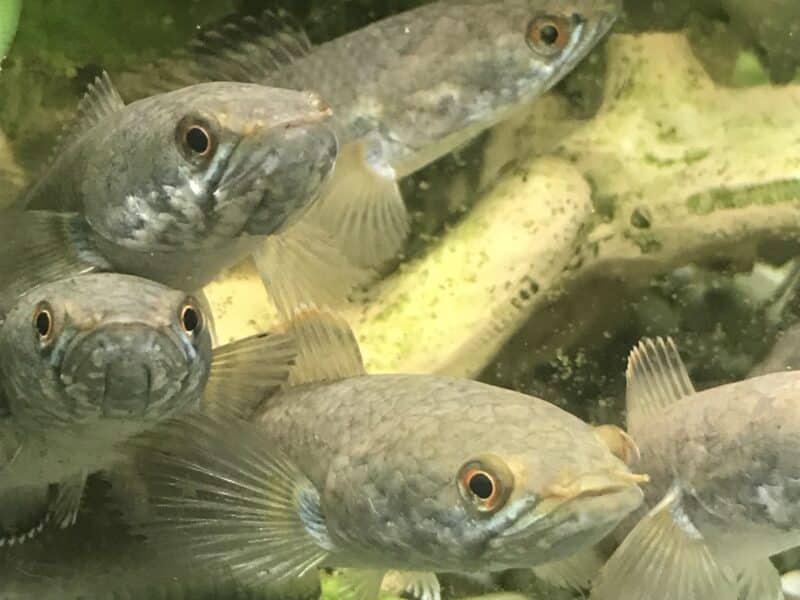 Channas gachua poissons asiatiques