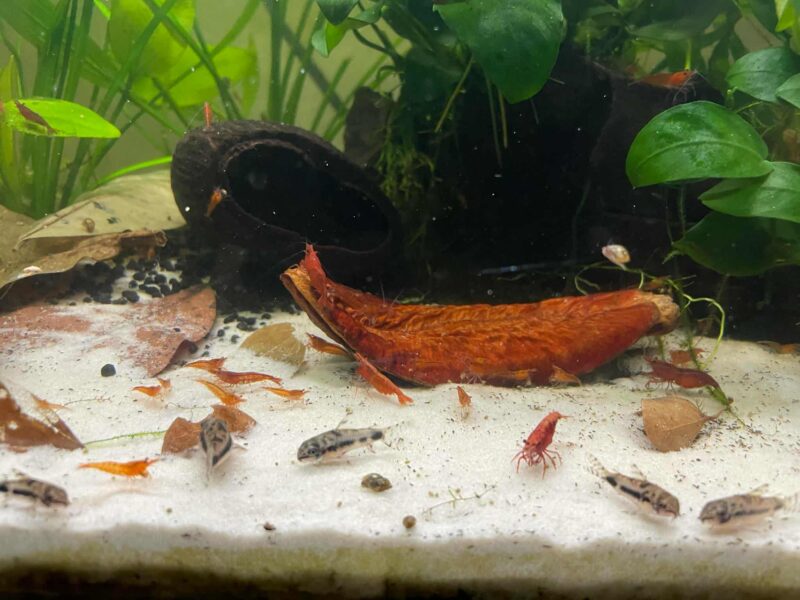 Crevettes red cherry