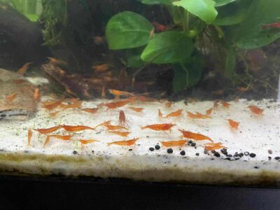 Crevettes red cherry