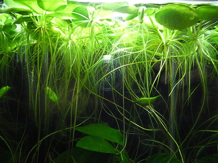 plante aquarium limnobium