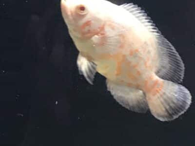 Oscar Albinos