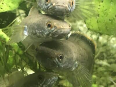Channas gachua poissons asiatiques