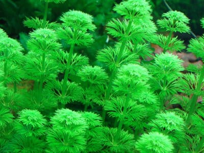 plante aquarium limnophila