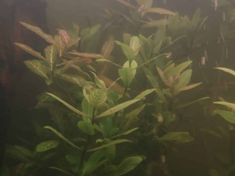plante aquarium hygrophila polysperma