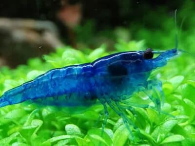 Neocaridina Blue Diamond