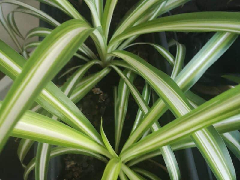 plante chlorophytum