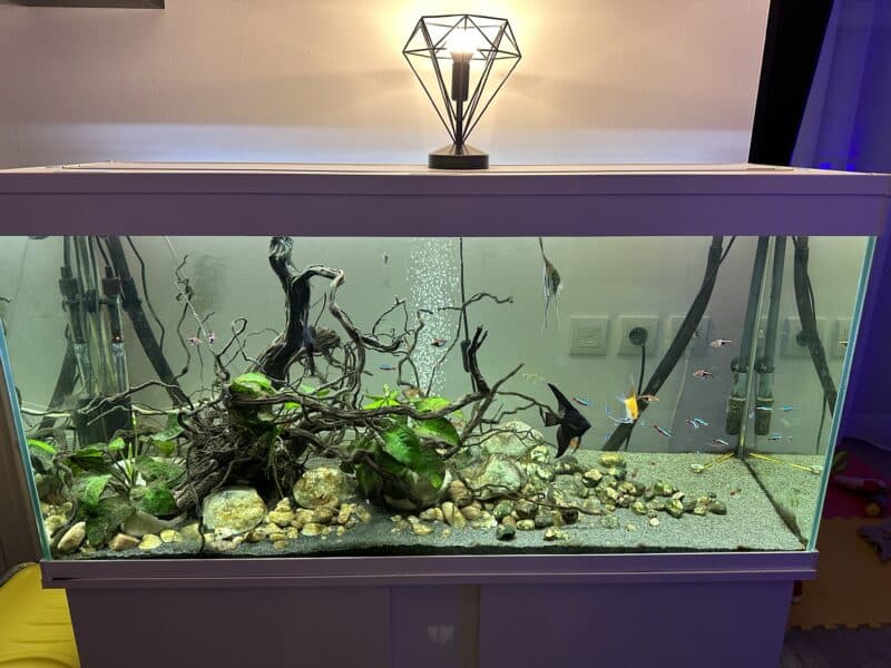 Aquarium avec meuble 240L