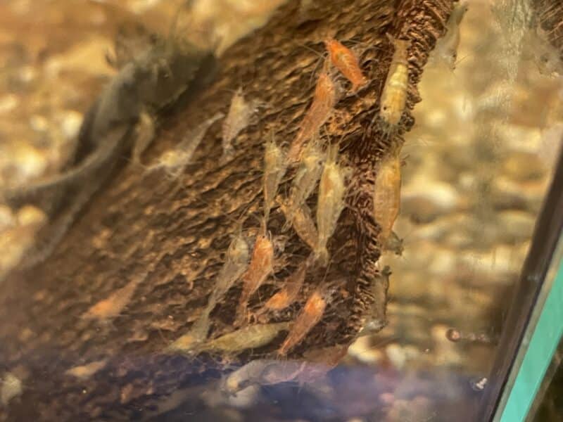 Crevettes Neocaridina déclassées/grises