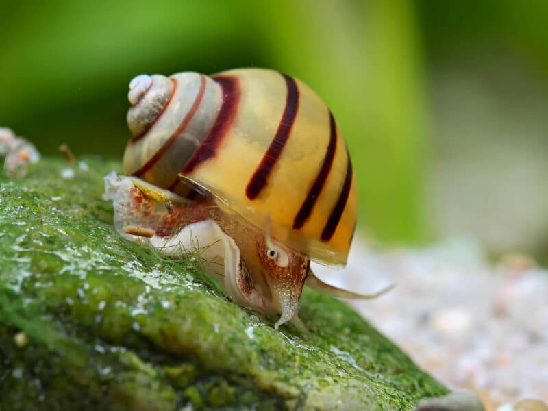 Asolene Spixi - escargots d’aquarium