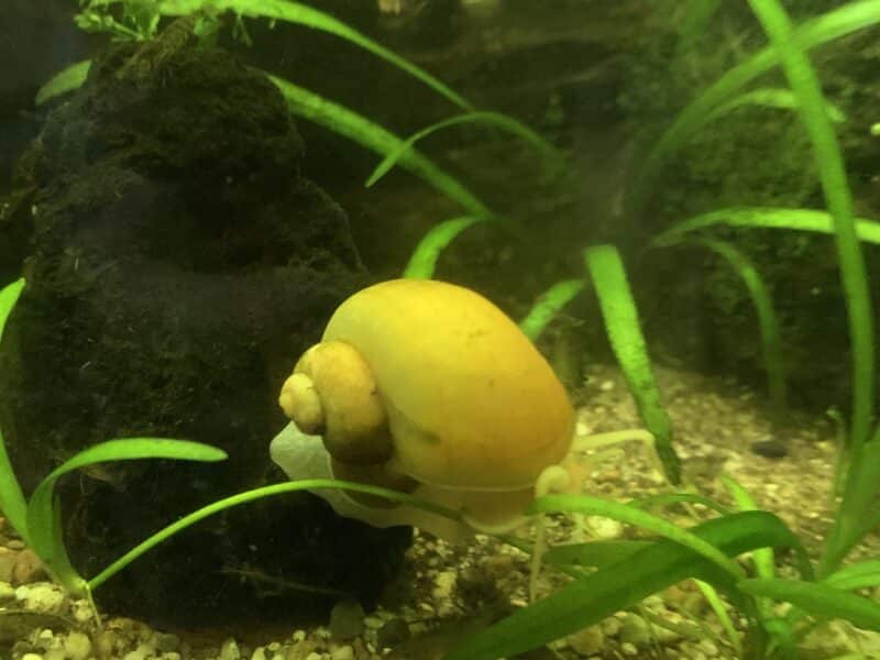 Escargots jaune