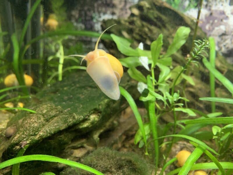 Escargots jaune