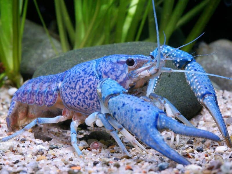 Écrevisse Procambarus Alleni bleue