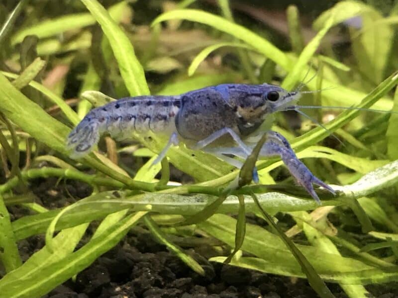 Écrevisse Procambarus Alleni bleue