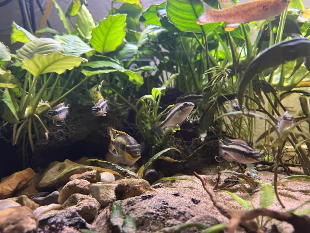 Vent poisson