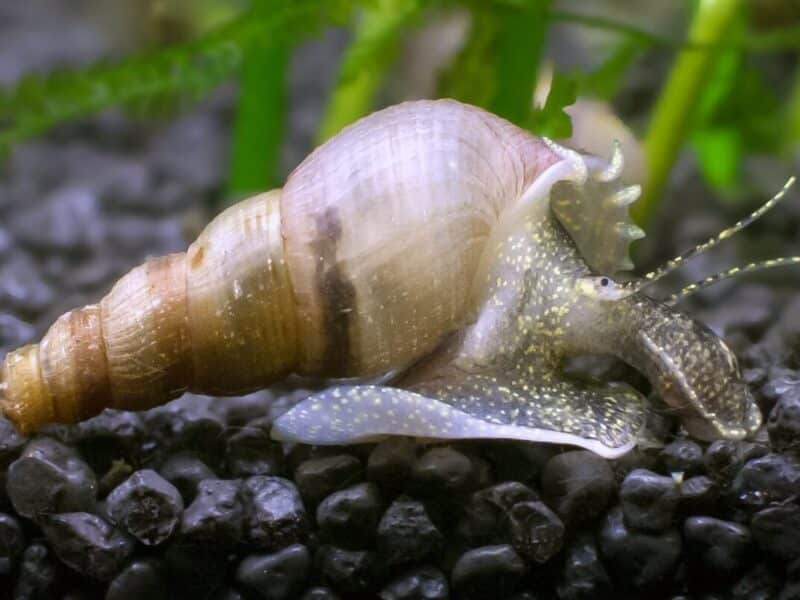 Melanoïde Tuberculata - escargots d’aquarium