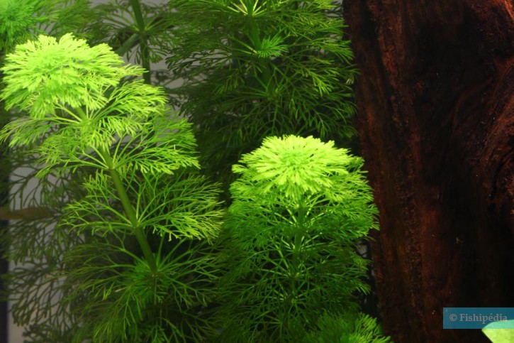 plante aquarium limnophila