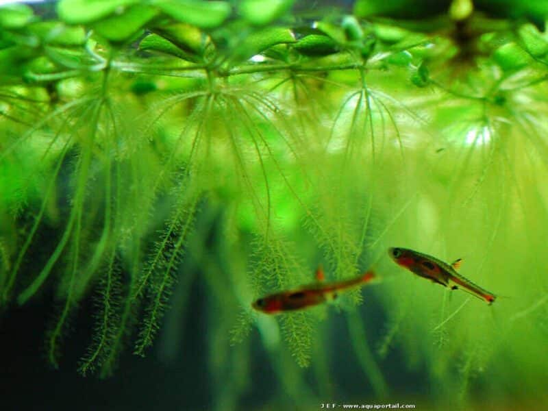 plante aquarium limnobium