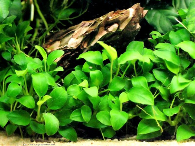 plante aquarium anubia