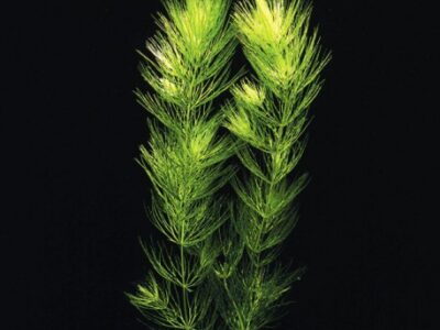 plante aquarium ceratophyllium