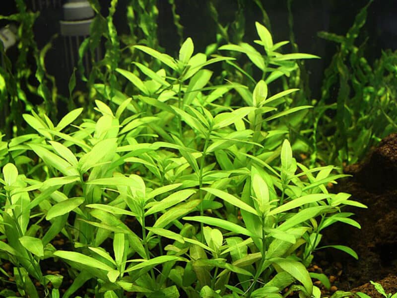 plante aquarium hygrophila polysperma