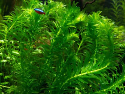 plante aquarium elodea