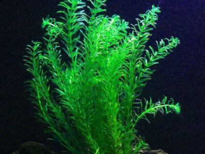 plante aquarium elodea