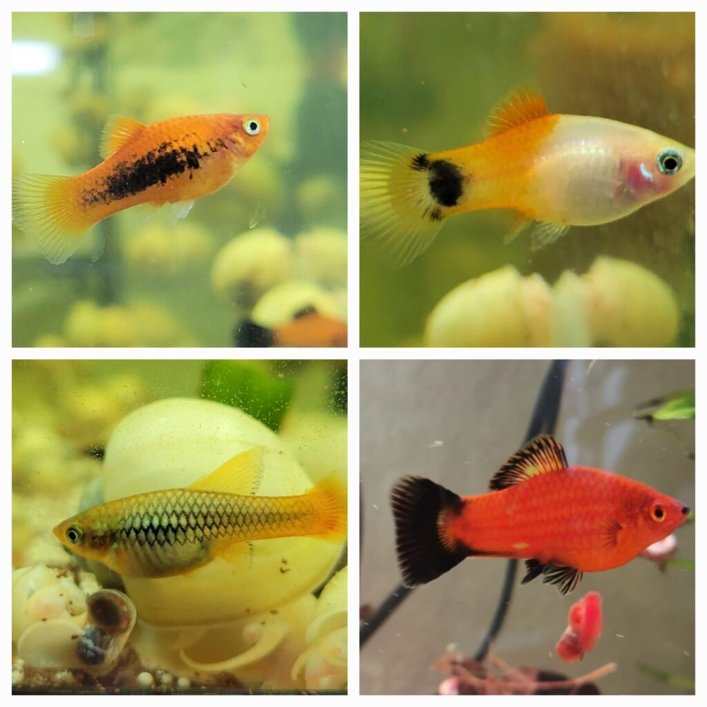 Poissons d’aquarium Platy - 1poisson