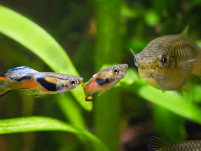 guppy endler naturel