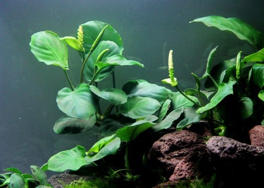 plante aquarium anubia