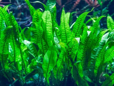 plante aquarium microsorum