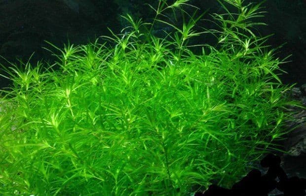 plante aquarium naja guadalupensis