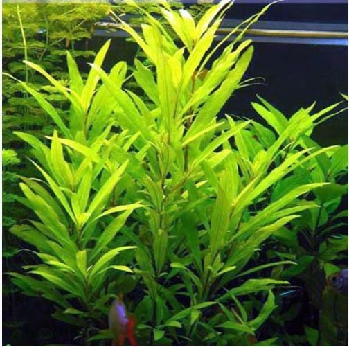 plante aquarium hygrophila corymbosa