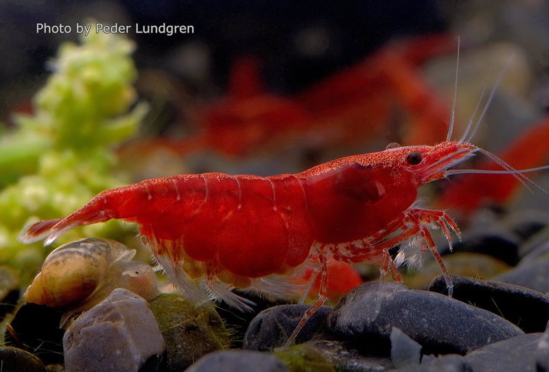 Crevettes red fire