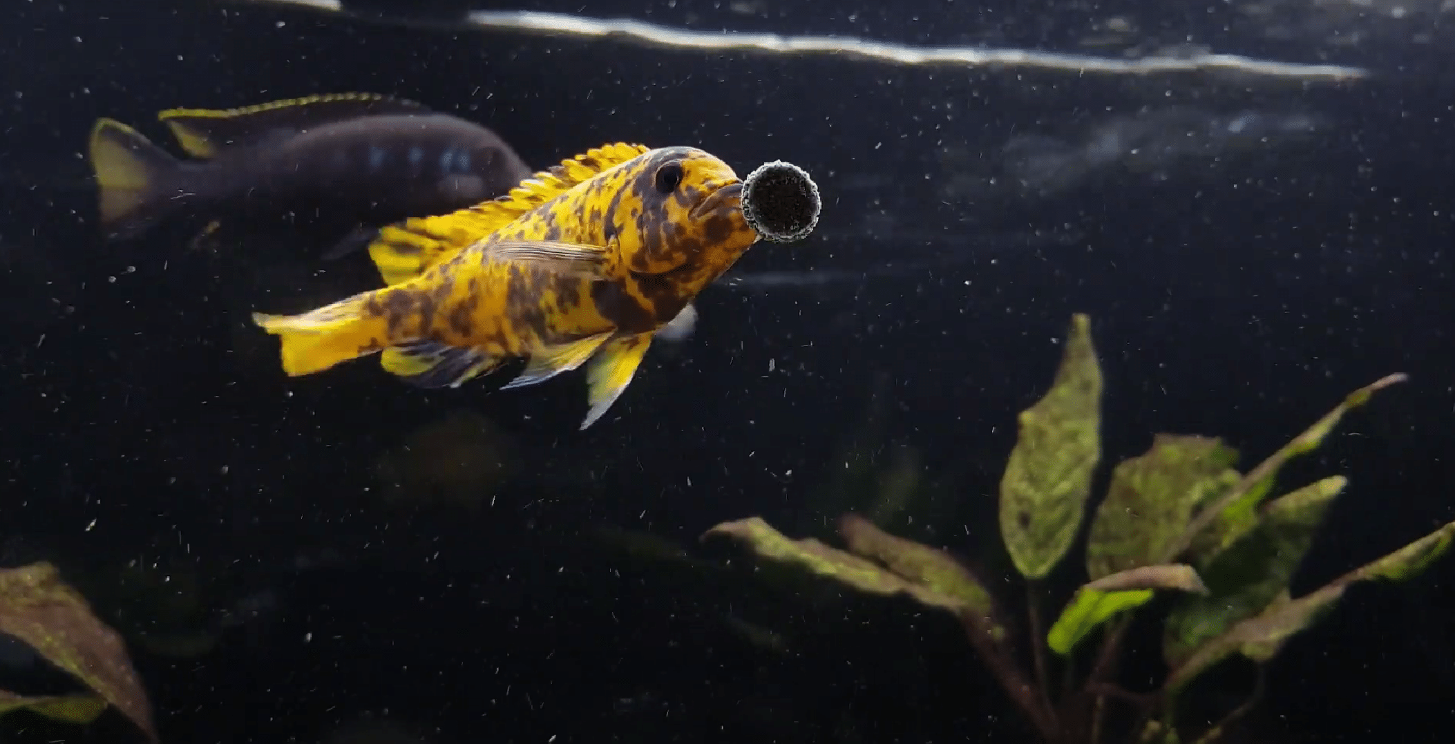 nourrir son poisson
