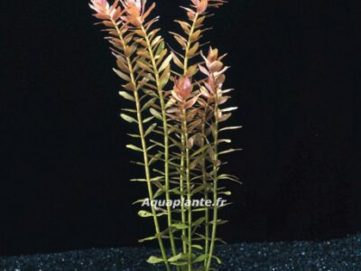 plante aquarium rotala