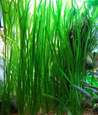 plante aquarium vallisneria