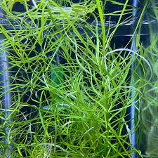 plante aquarium naja guadalupensis