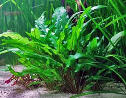 plante aquarium cryptocorine