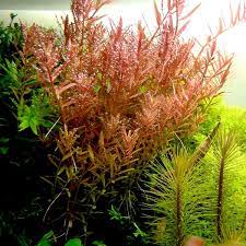 plante aquarium rotala